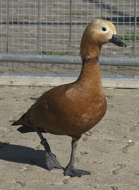 鲁尼以其特